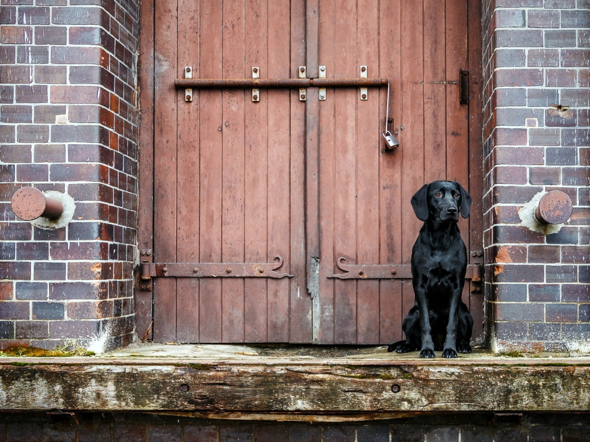 Черный лабрадор сидит у дверей 