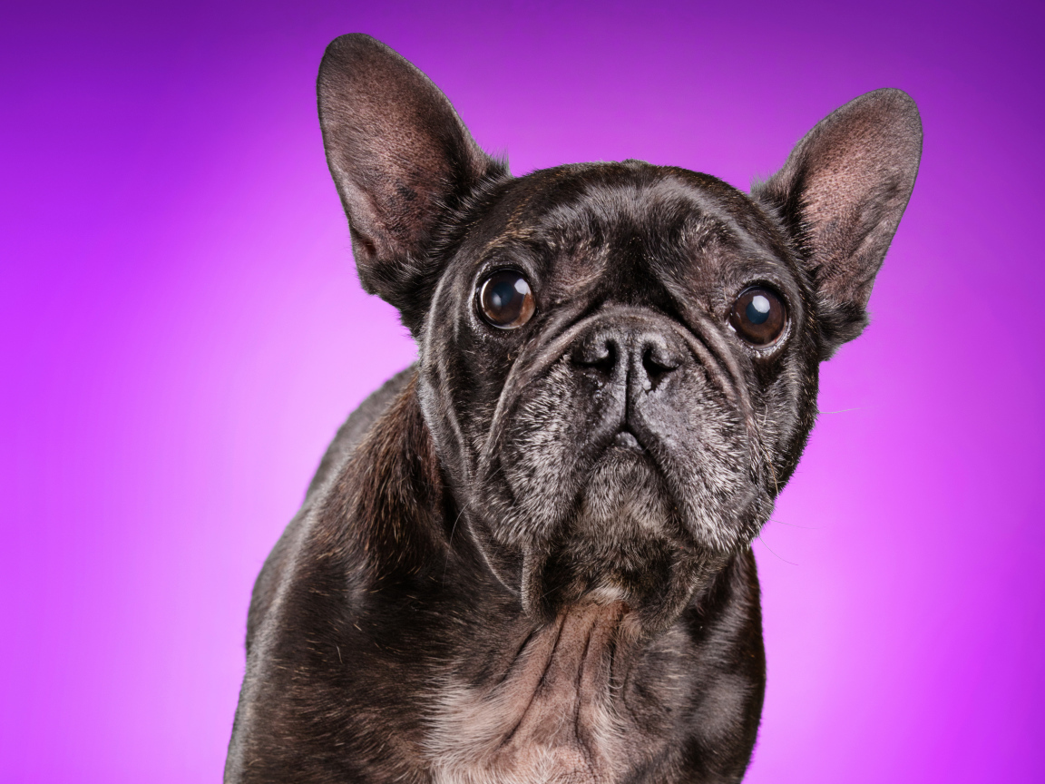 Черный бульдог на сиреневом фоне крупным планом