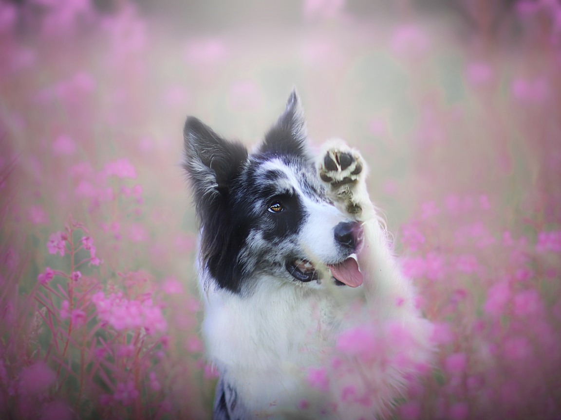 Бордер-колли сидит в розовых цветах 