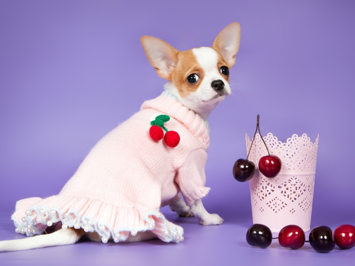 Chihuahua in a dress with a sweet cherry on a purple background
