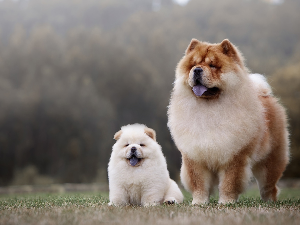 Chow Chow Dog with Fluffy Little Puppy
