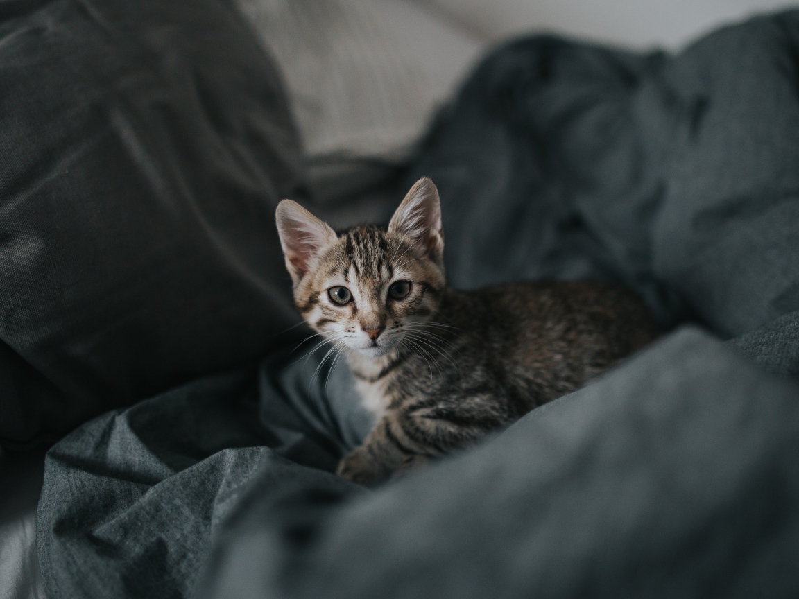 Милый серый котенок лежит на сером покрывале