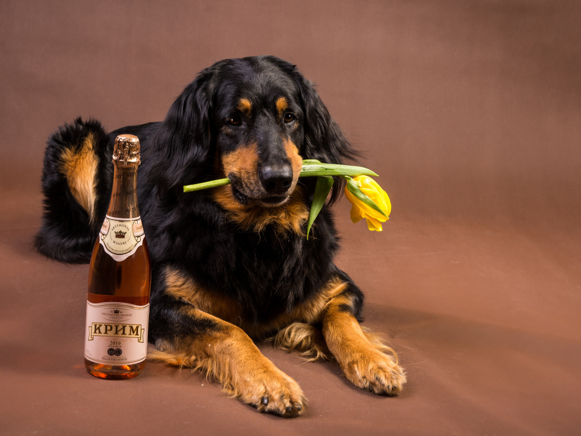 Dog breed Hovawart with champagne and a tulip in his teeth