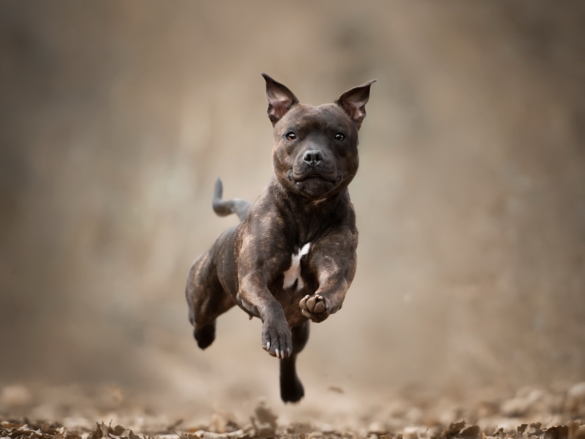 Собака породы Стаффордширский бультерьер бежит по сухой листве