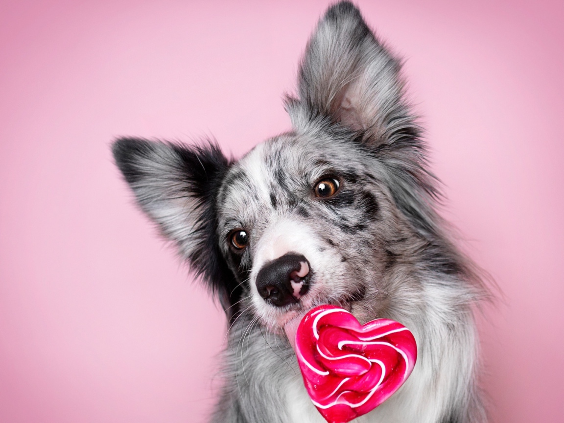 Собака породы бордер-колли с леденцом в форме сердца на розовом фоне