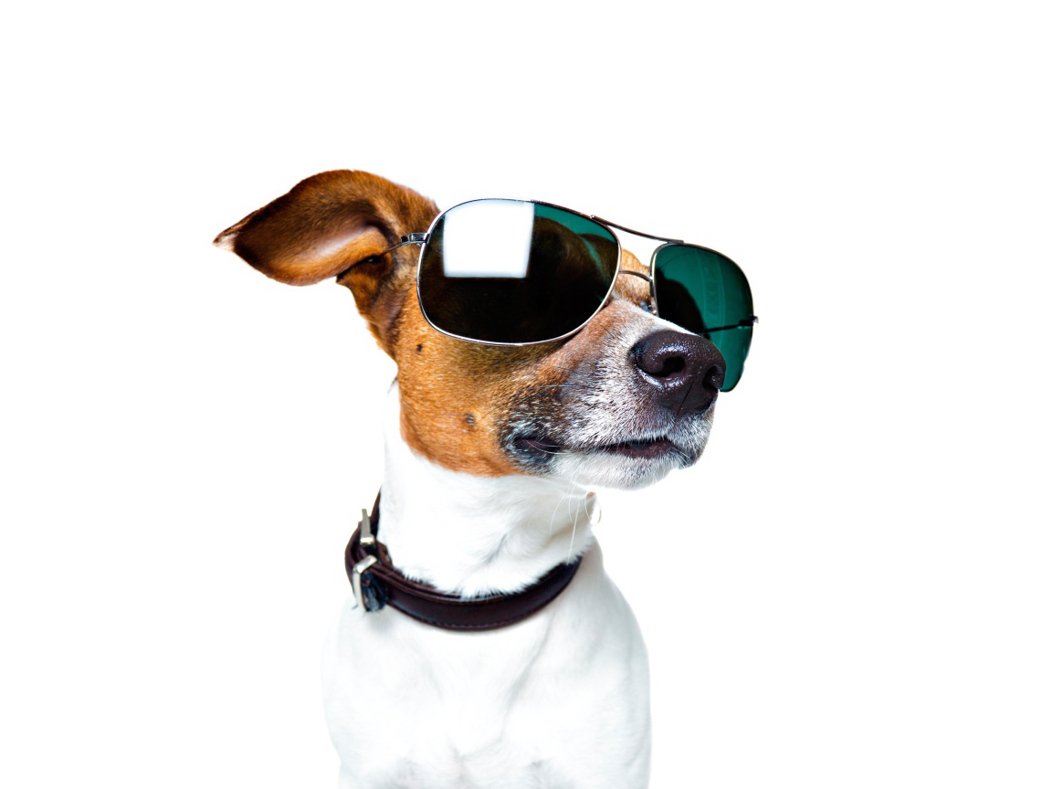 Модный Джек рассел терьер в очках на белом фоне