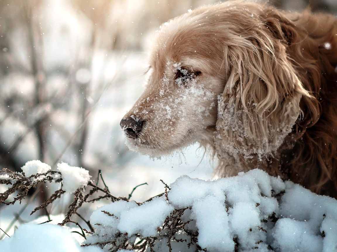 Golden Retriever with a muzzle in the snow