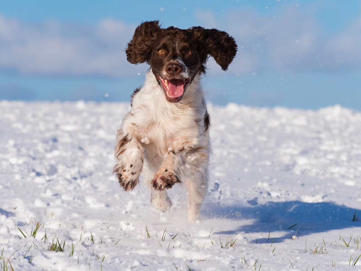 Довольный спаниель бежит по снегу 