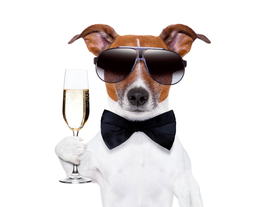 Джек рассел терьер в очках и бабочке с бокалом в руке на белом фоне
