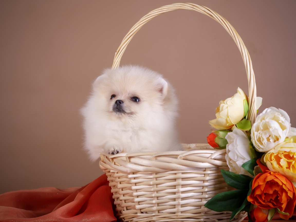 Маленький шпиц сидит в корзине с цветами