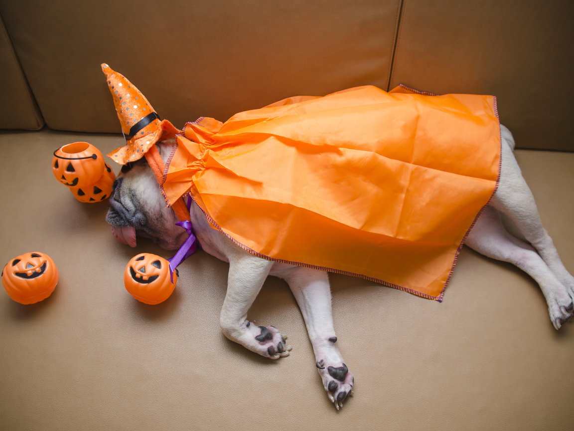 Мопс в костюме спит на диване с тыквами