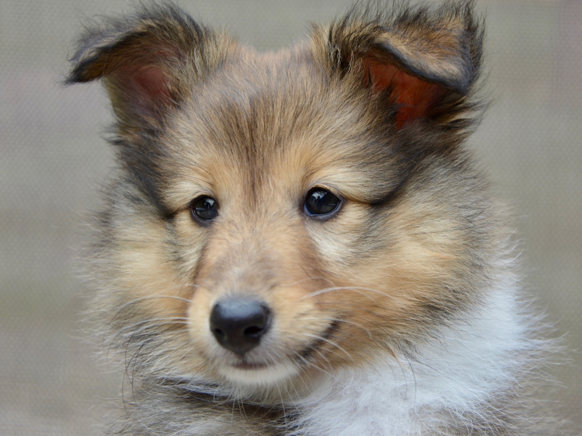 Щенок породы шетландская овчарка морда крупным планом