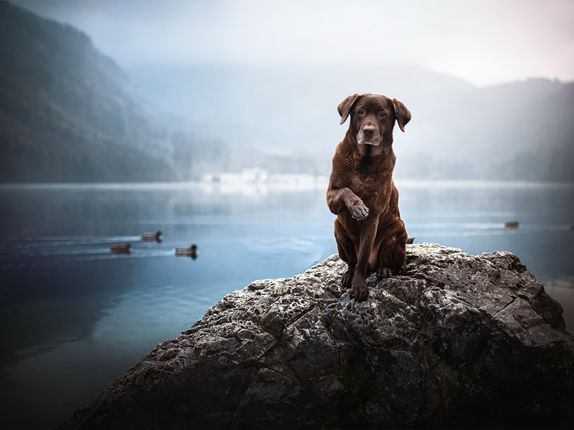 Грустный коричневый пес сидит на камне у воды