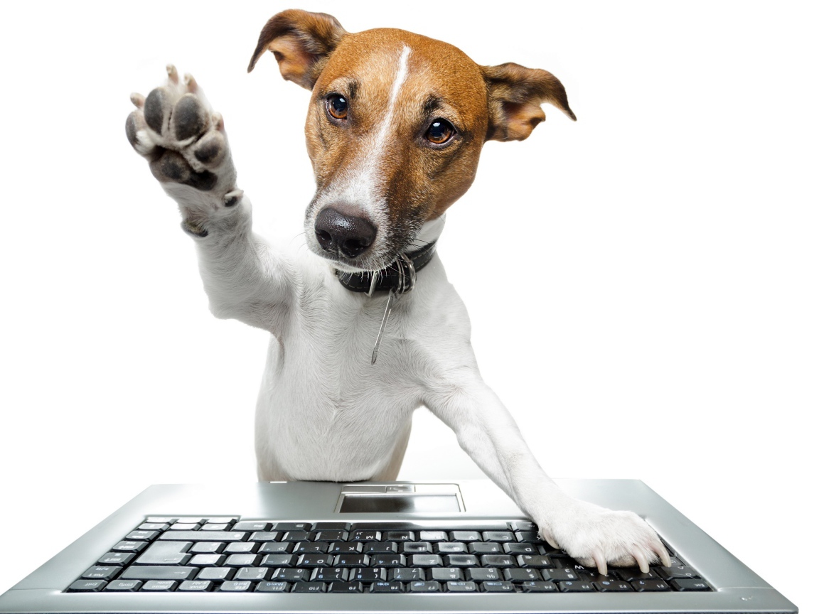 Умный пес в ошейнике за ноутбуком на белом фоне