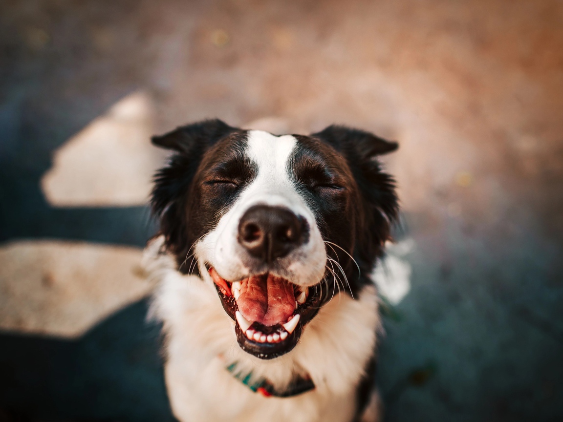 Smiling dog breed border collie