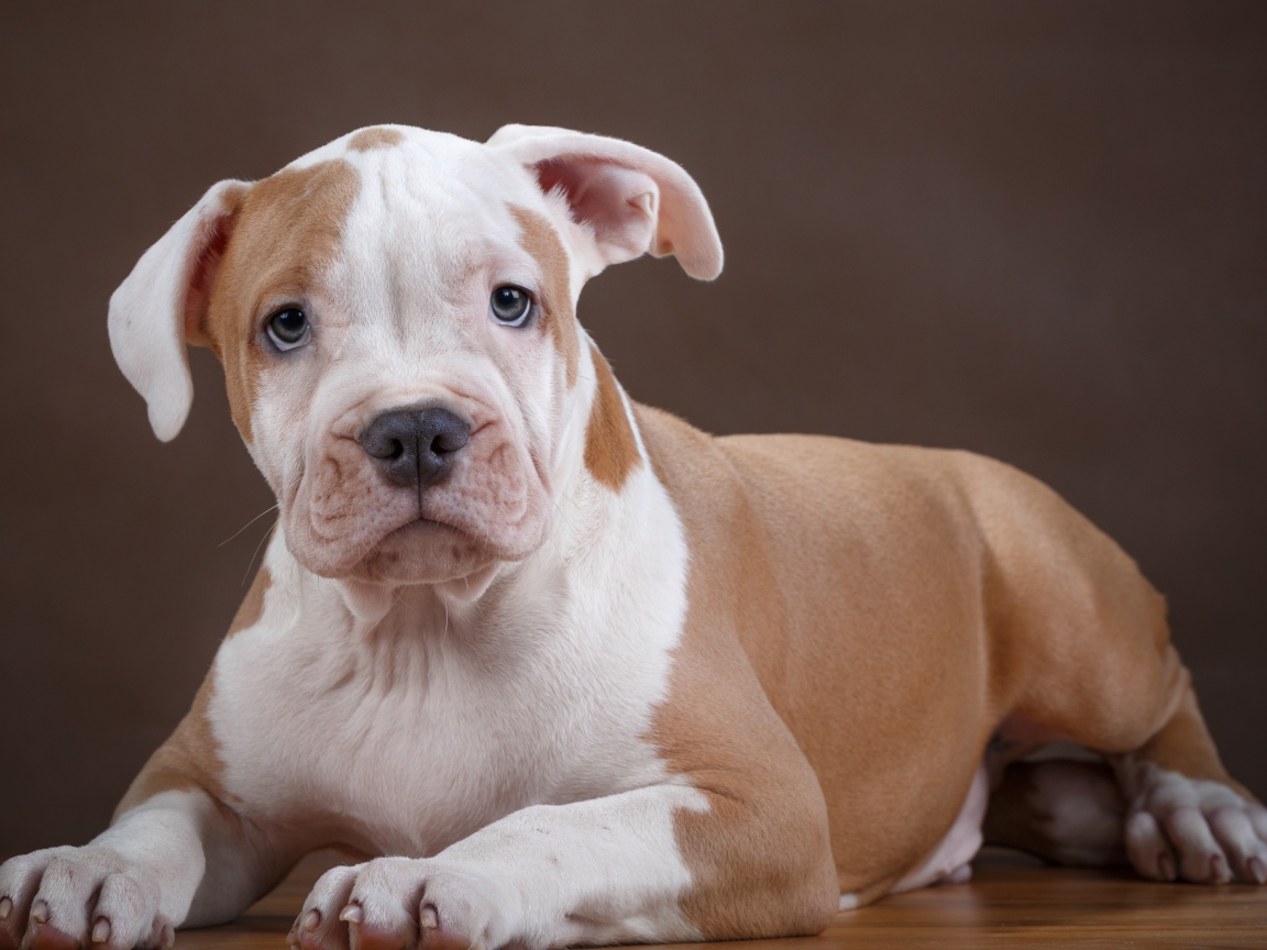 Щенок стаффа на деревянном полу