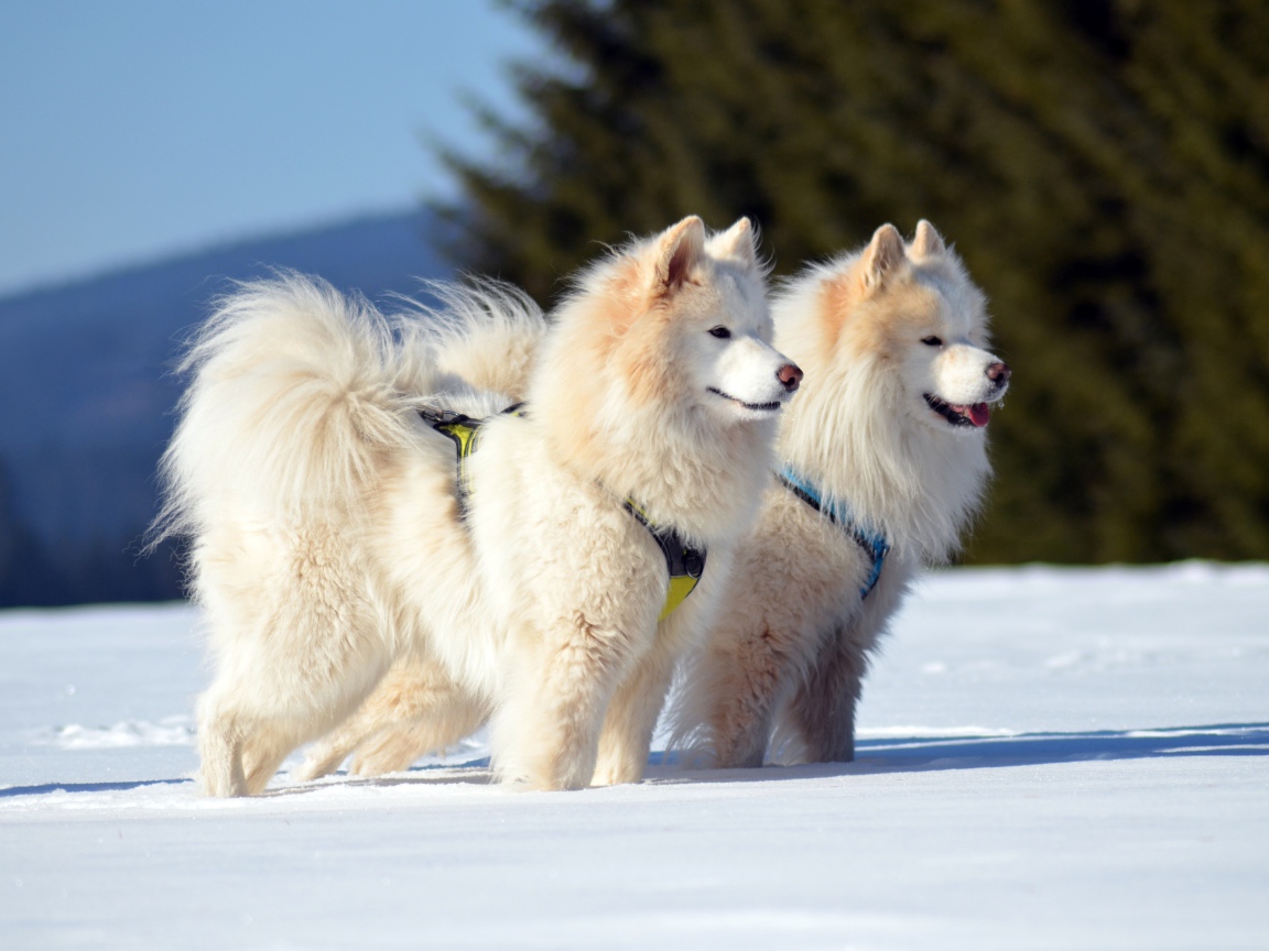 Две красивые пушистые белые Самоедские собаки на снегу