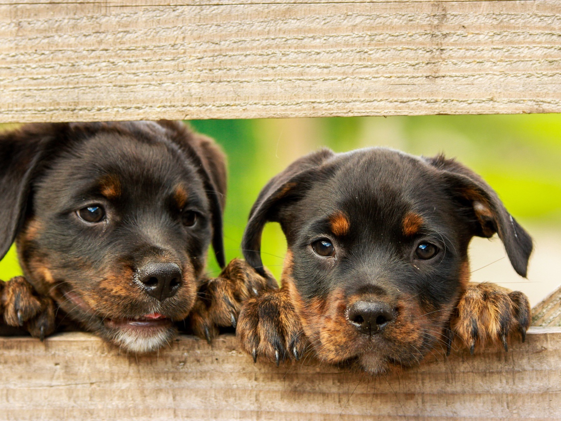 Два любопытных щенка ротвейлера смотрят в заборе