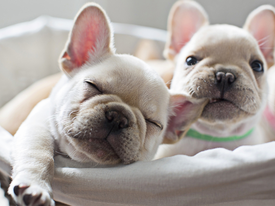 Два милых белых щенка французского бульдога 