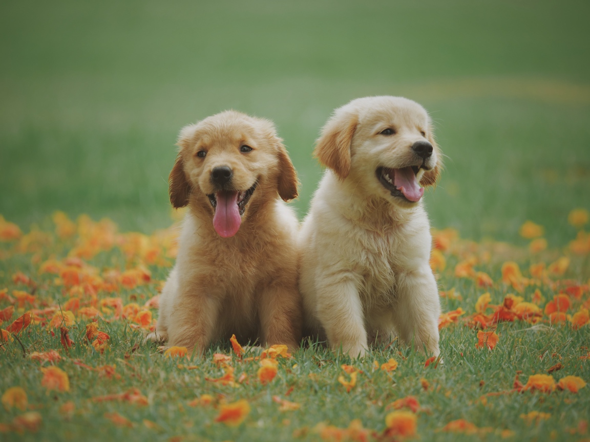 Два желтых щенка золотистого ретривера сидят на траве