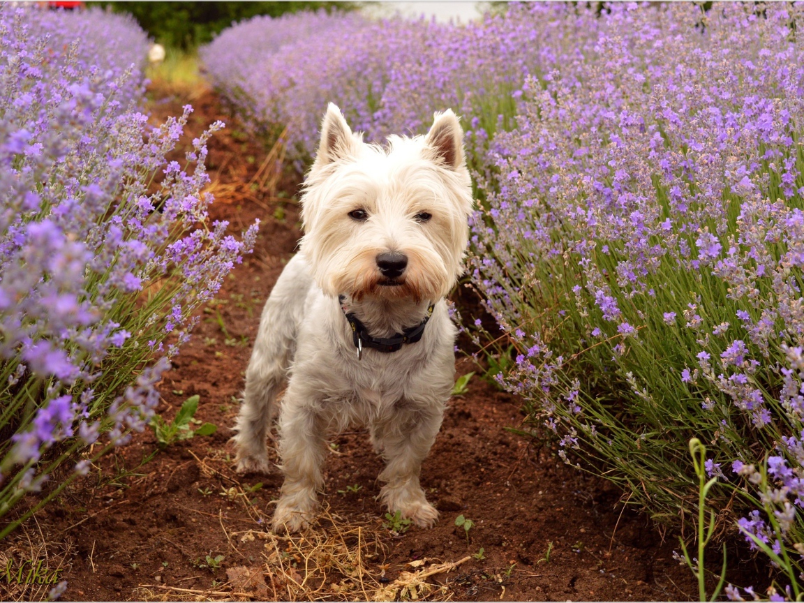 Вест хайленд уайт терьер стоит на дорожке у цветов лаванды