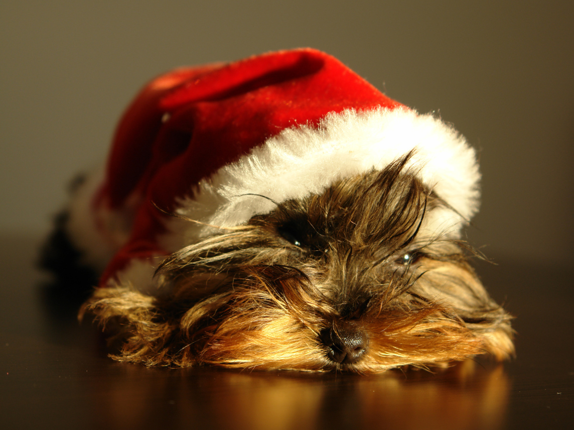 Йоркширский терьер в новогодней шапке 