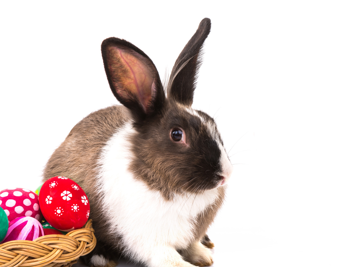 Большой кролик с крашеными яйцами на белом фоне
