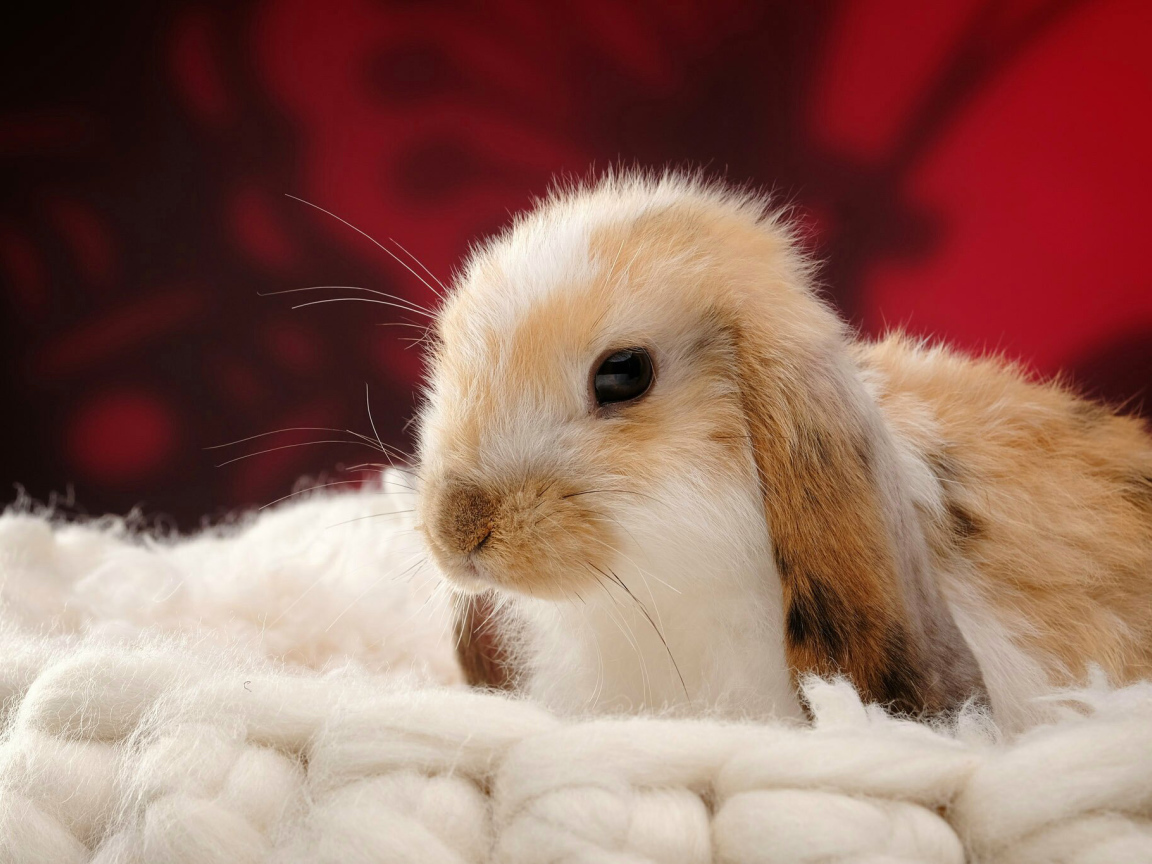 Милый декоративный кролик спит на мягкой подушке 