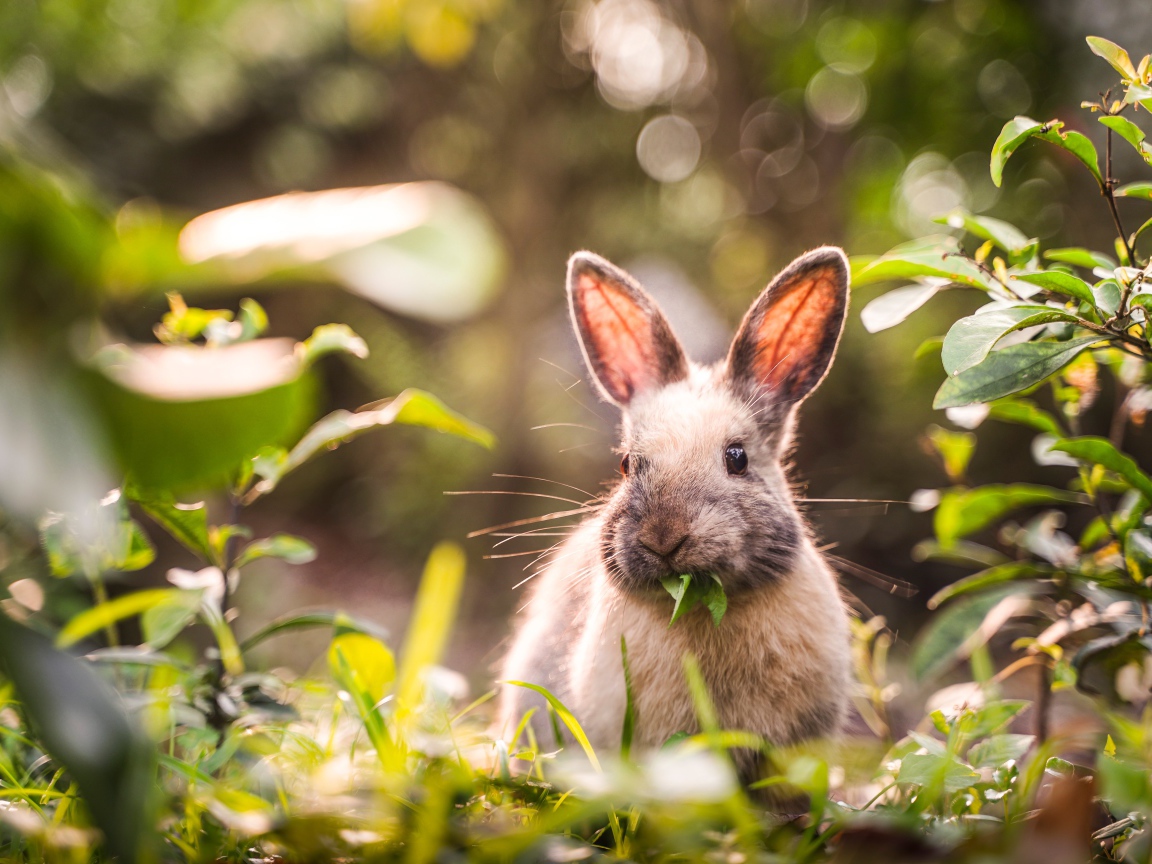 Серый кролик грызет зеленые листья 