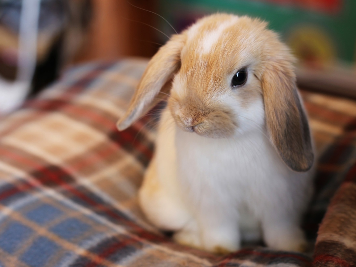 Маленький декоративный кролик сидит на кровати