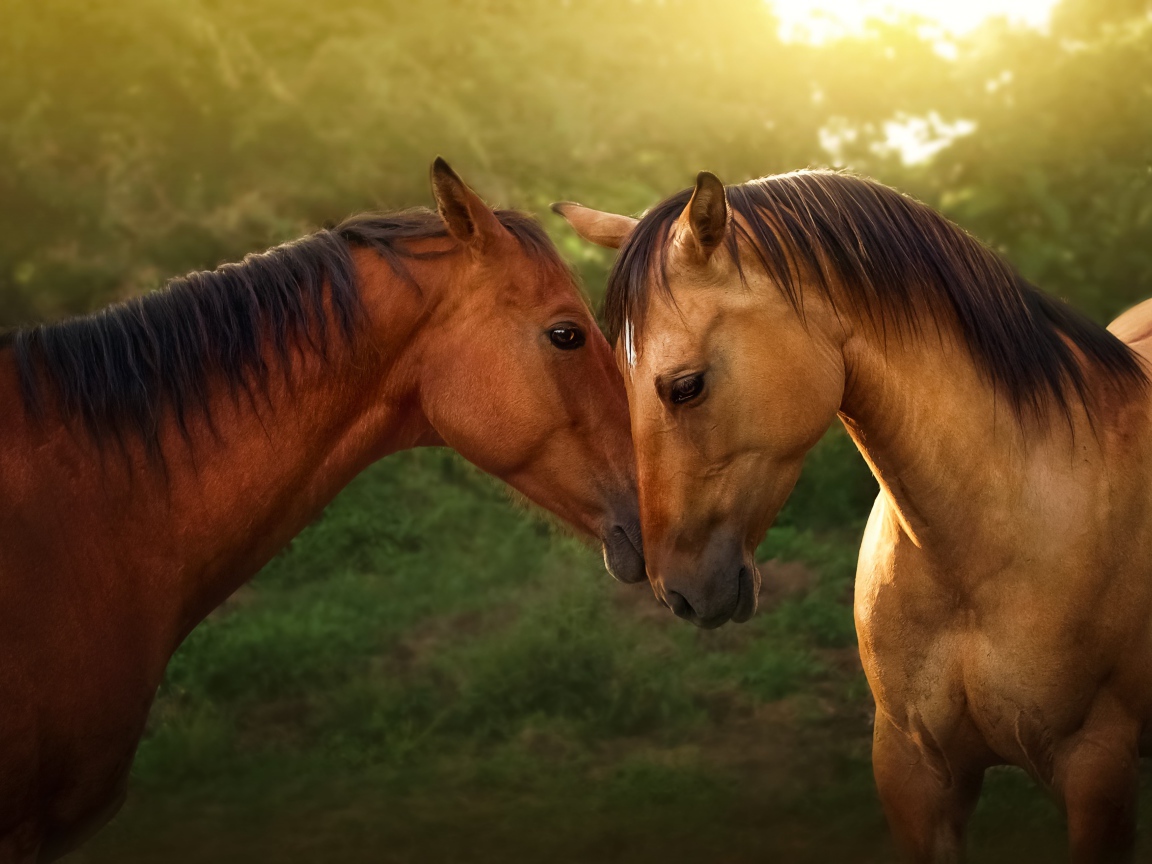 Пара красивых коричневых лошадей