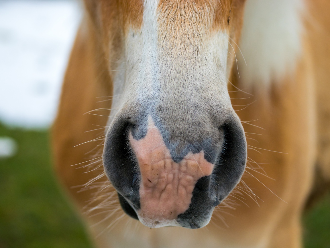 Нос большой коричневой лошади