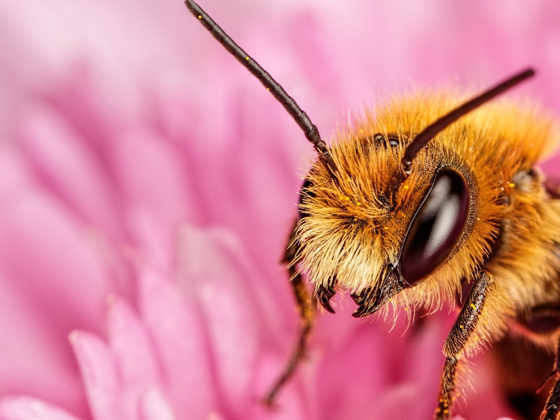 Пчела на розовом цветке крупным планом