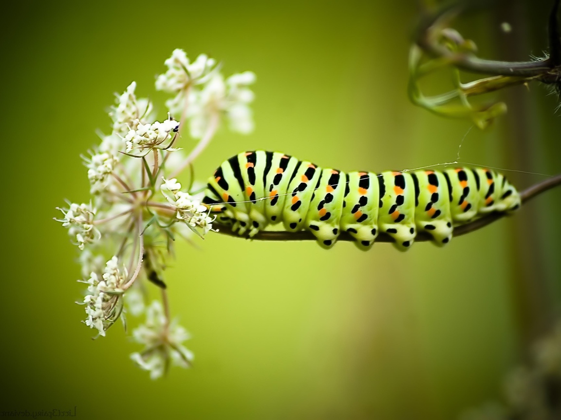 Большая гусеница на белом полевом цветке 