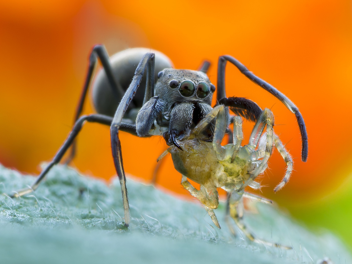 Большой паук с жертвой на листе крупным планом