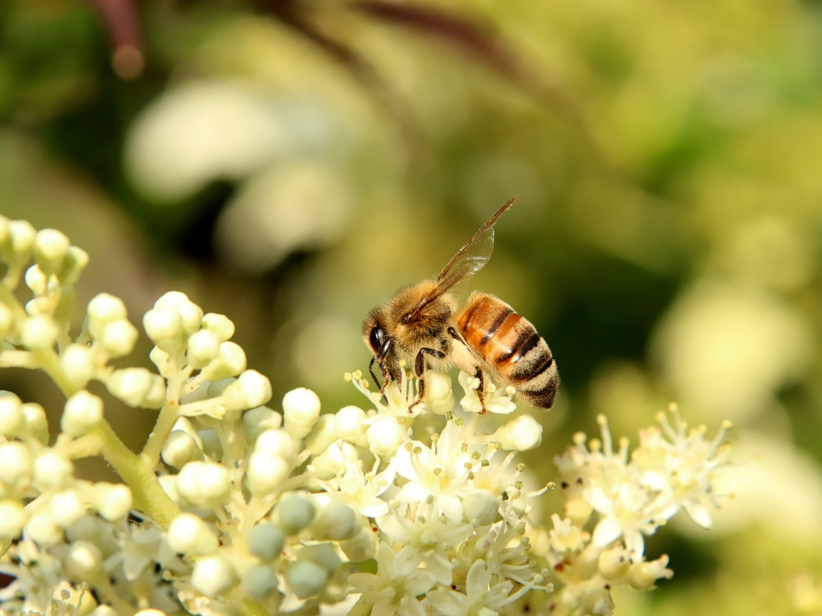 Маленькая пчела сидит на белом цветке