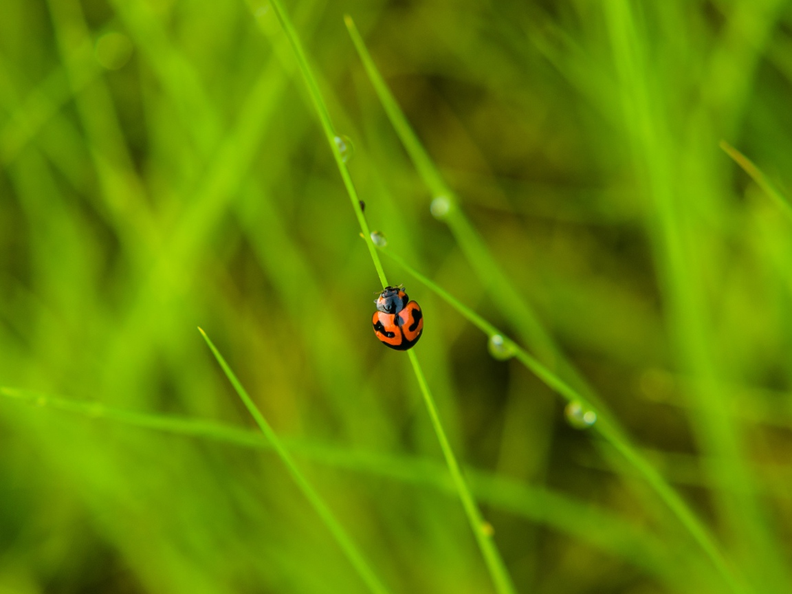 Красная божья коровка сидит на зеленой траве