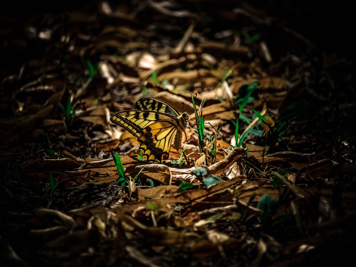 Бабочка махаон сидит на зеленой траве