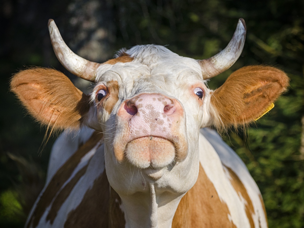 Домашняя корова морда крупным планом