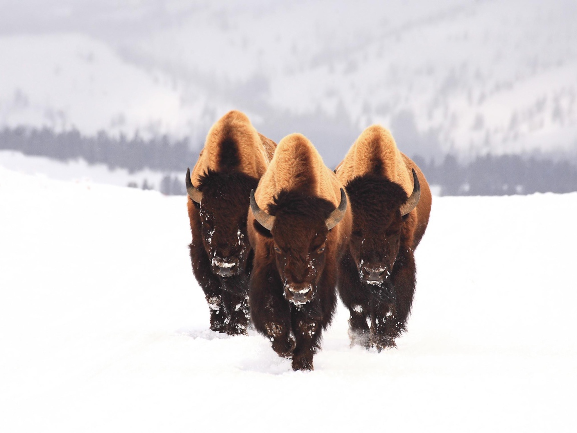 Three bison go on a snowy field in winter