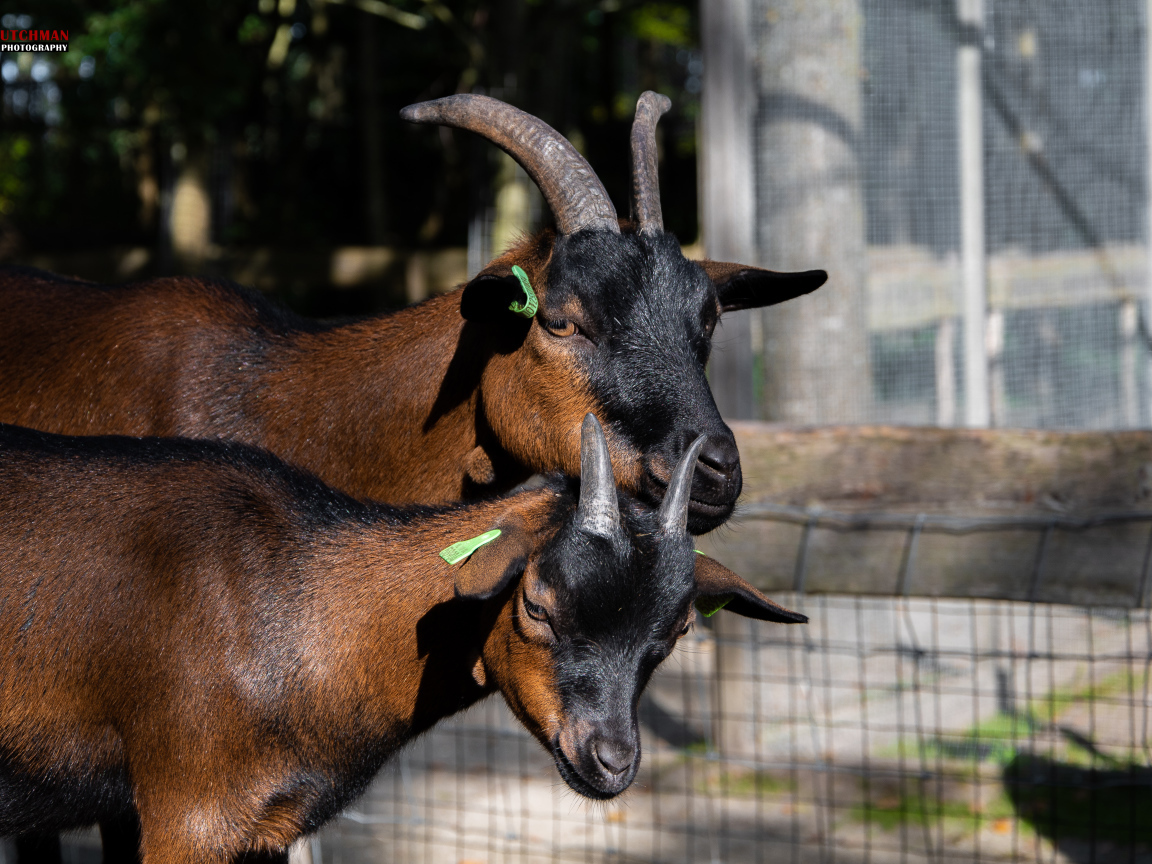 Две коричневые домашние козы