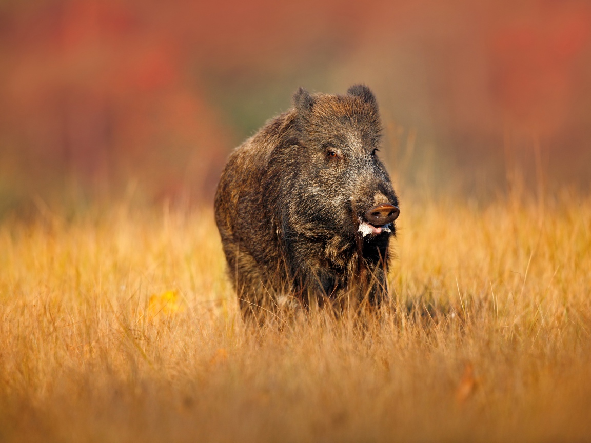 Большой боров идет по сухой траве
