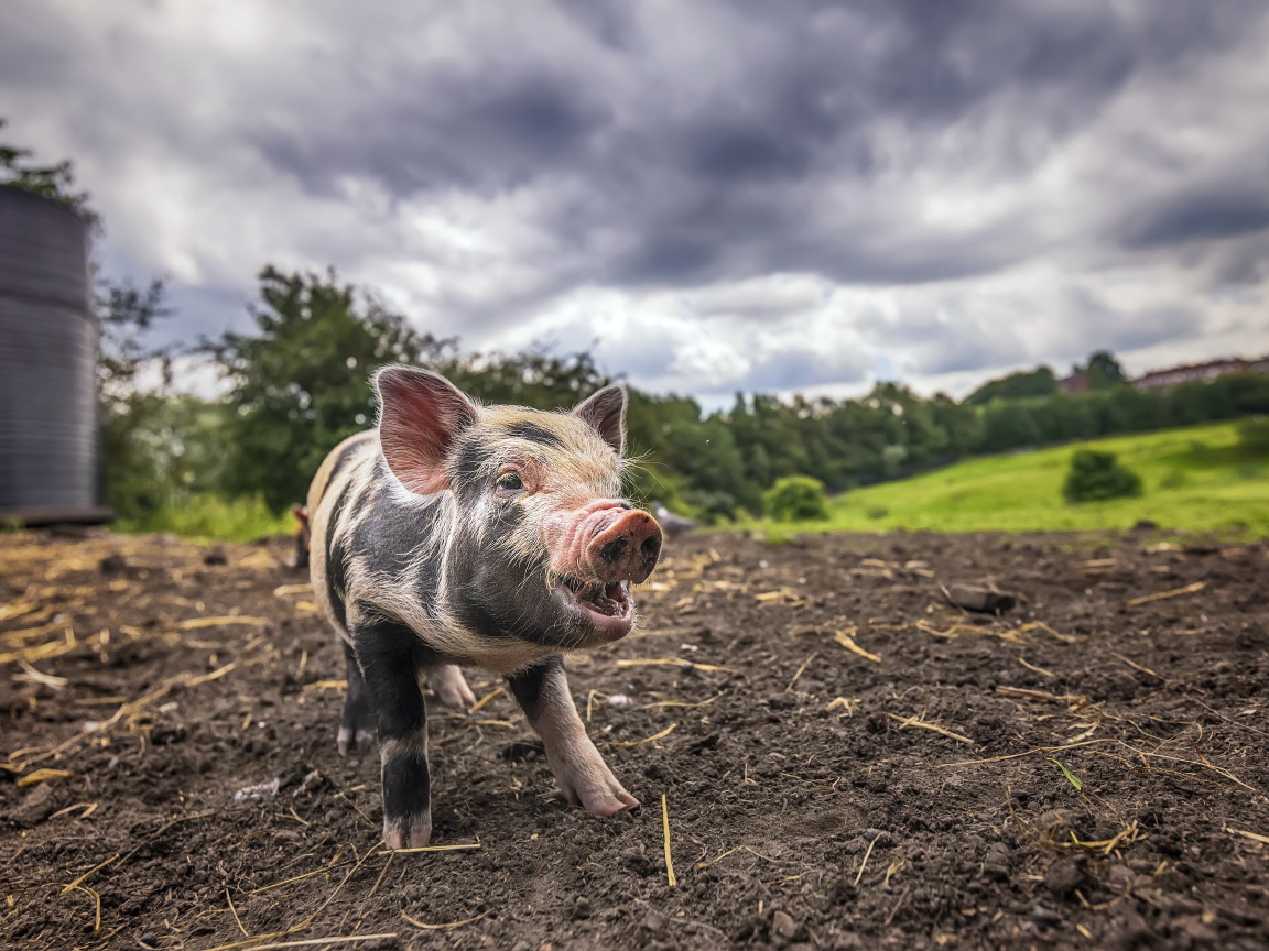 Маленький поросенок на земле под пасмурным небом