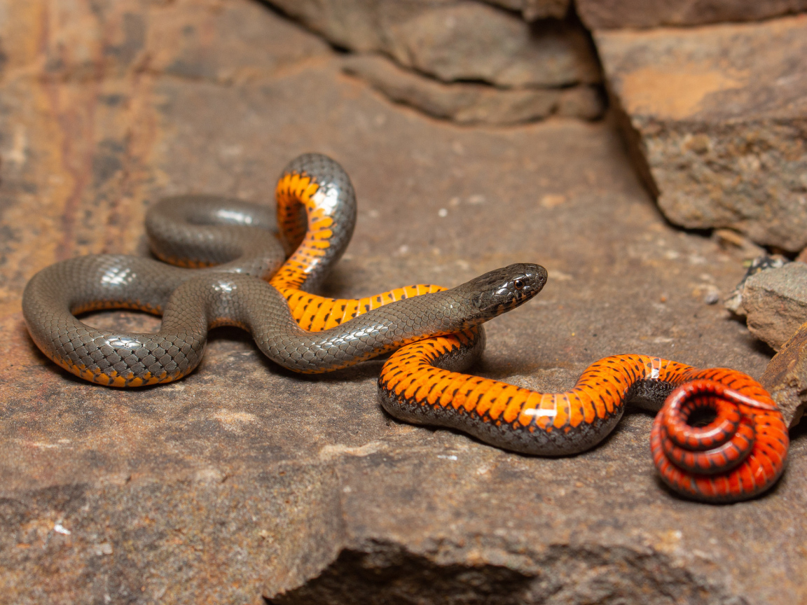 Красивая маленькая змея у камней