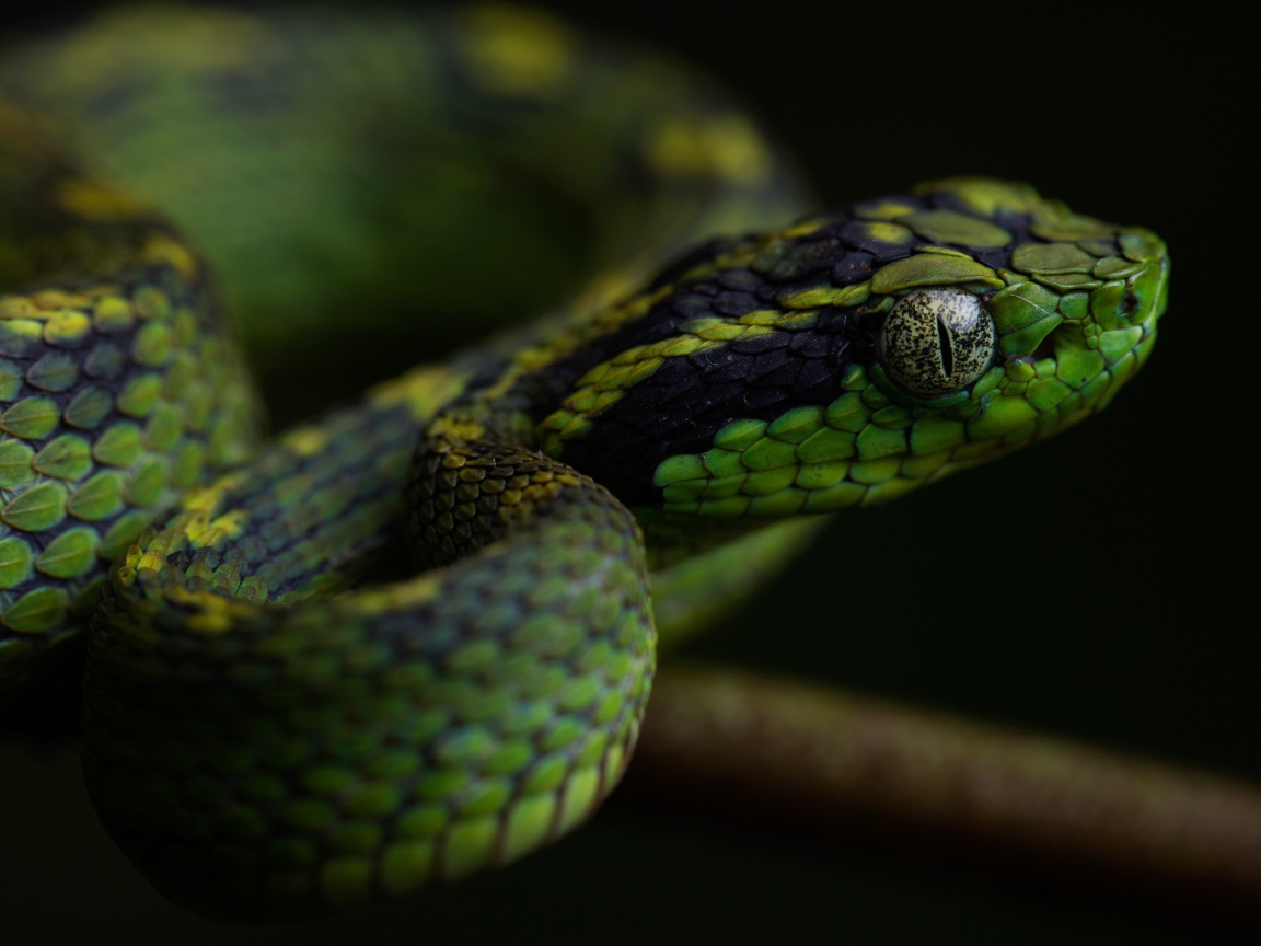 Зеленая гадюка с большими глазами на ветке