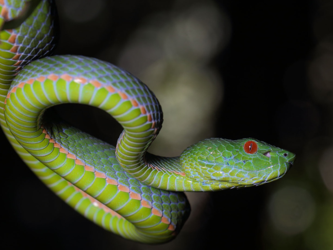Зеленая гадюка с красными глазами на ветке