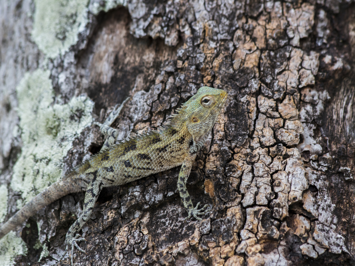 Маленькая ящерица сливается с деревом