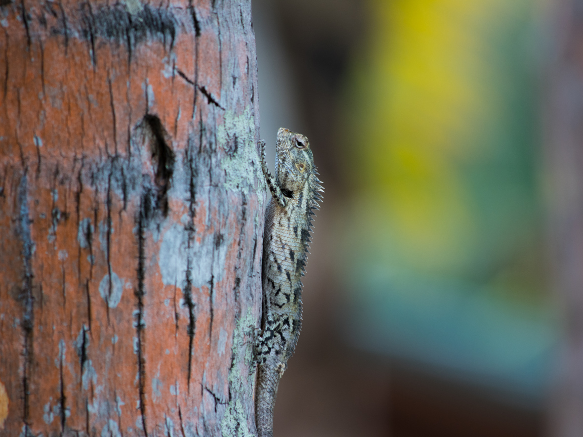 Маленькая ящерица на стволе дерева