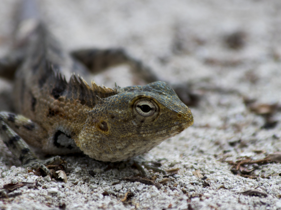 Ящерица с большими глазами на песке