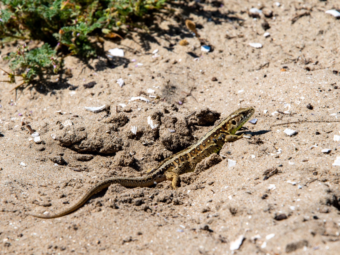 Маленькая быстрая ящерица на песке 